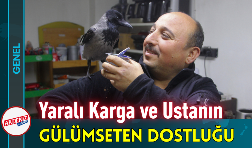 Yaralı Karga ve Ustanın Gülümseten Dostluğu!