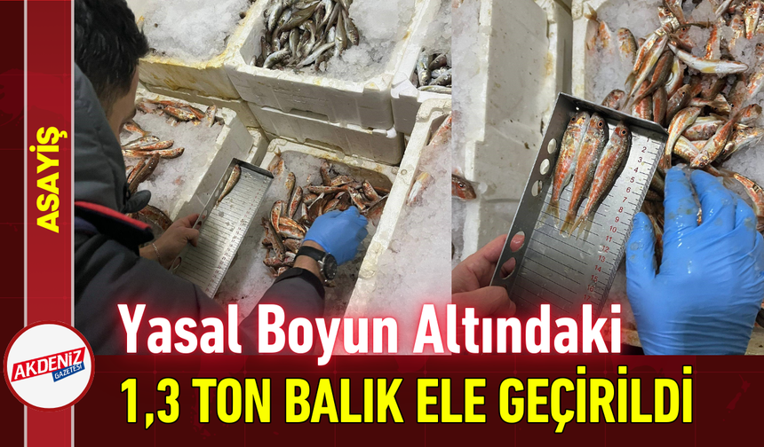 Yasal Boyun Altındaki 1,3 Ton Balık Ele Geçirildi!