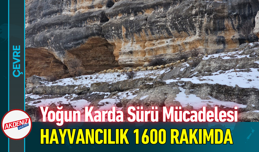 Yoğun Karda Sürü Mücadelesi: Hayvancılık 1600 Rakımda!