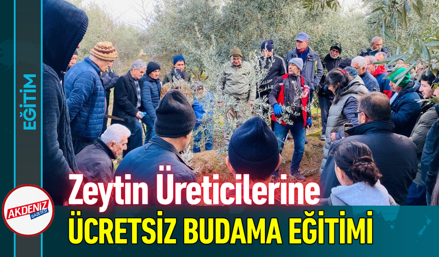 Zeytin Üreticilerine Ücretsiz Budama Eğitimi Verildi!