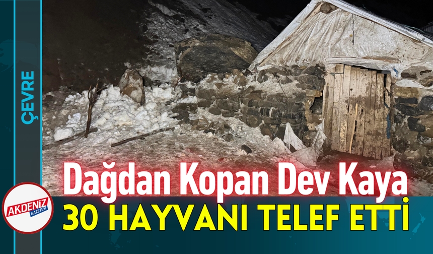 Dağdan Kopan Dev Kaya 30 Hayvanı Telef Etti!